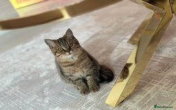 British Shorthair cats for sale: PERSIAN CHINCHILLA/BRITISH SHORTHAIR - Image 4
