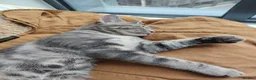 Mixed Breed cats for sale: 7-month old playful kitten - Advert 5