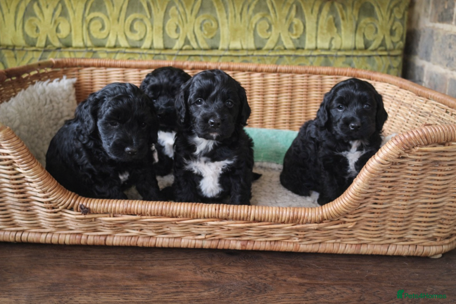 Cockapoo dogs Absolutely Stunning Cockerpoos - Advert 1