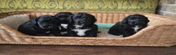 Cockapoo dogs for sale: Absolutely Stunning Cockerpoos - Advert 1