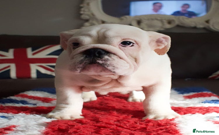 English Bulldog dogs - Advert 13