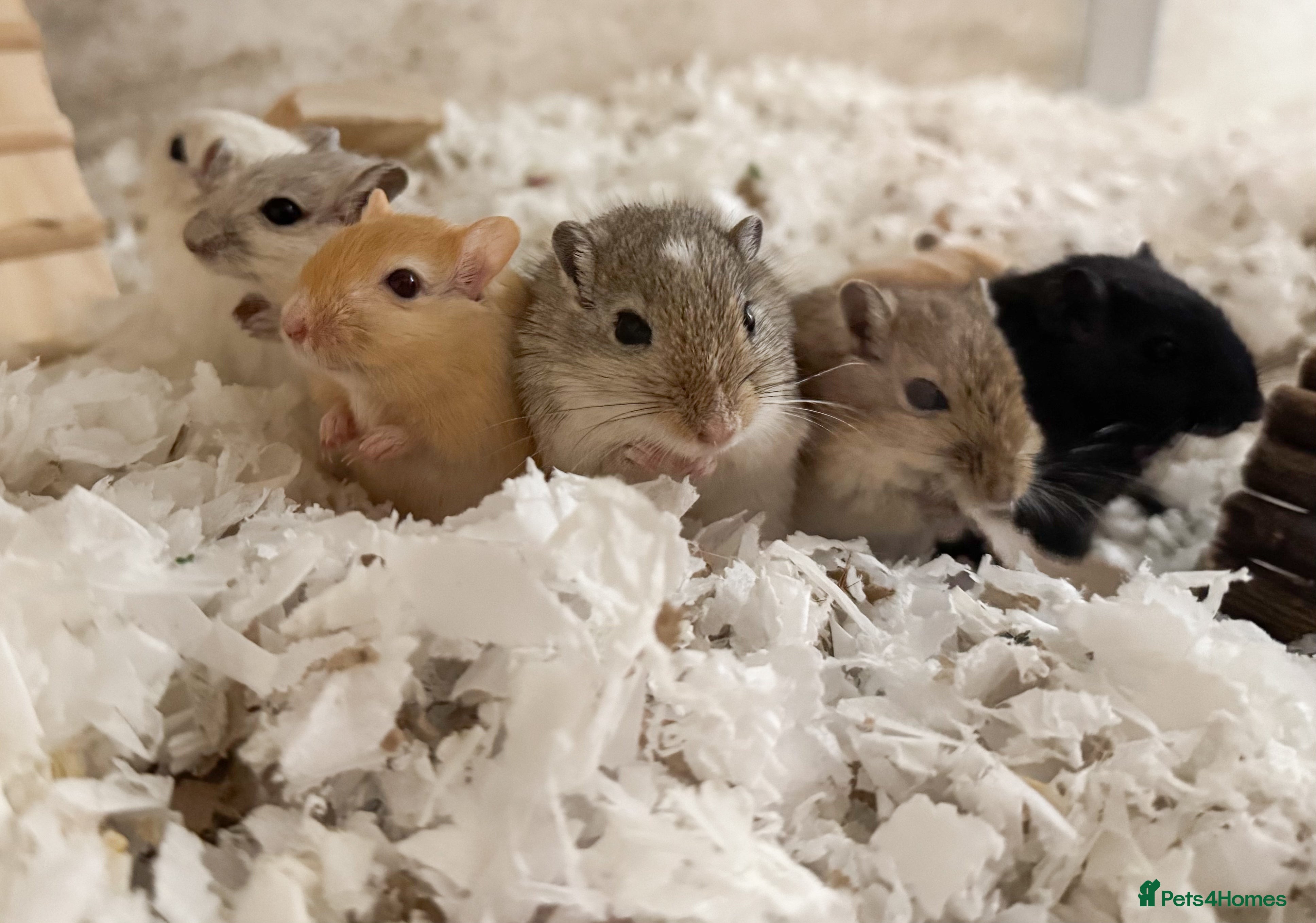 Gerbil rodents Baby gerbils  - Advert 2