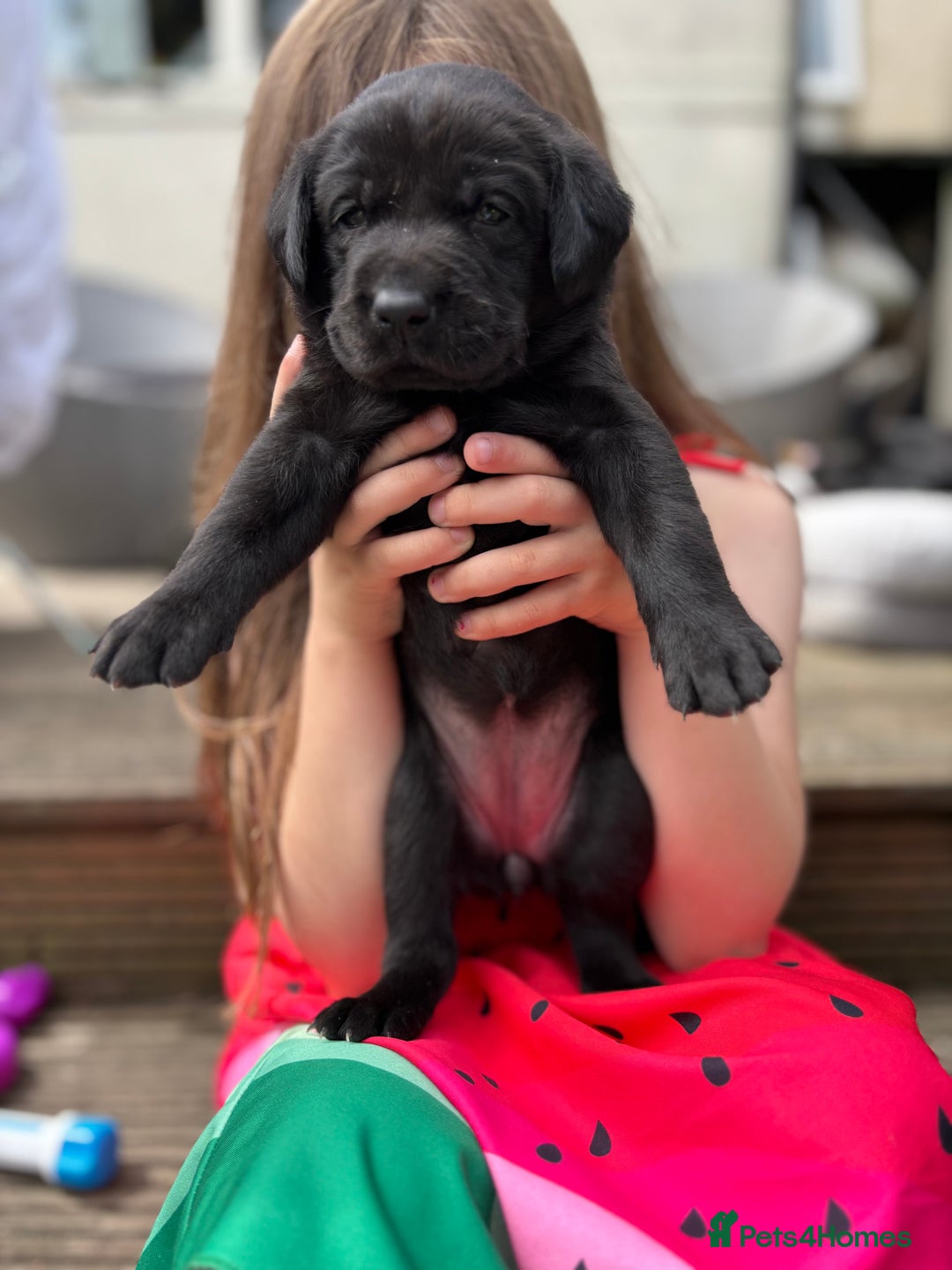 Labrador Retriever dogs for sale: KC registered Labrador retrievers for sale  - Image 26