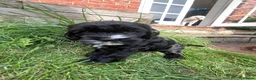 Cavapoo dogs for sale: Beautiful cavapoo puppies for sale   - Advert 16