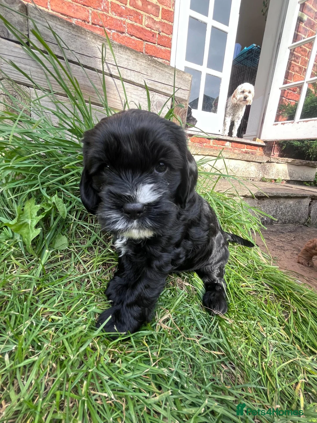 Cavapoo dogs for sale: Beautiful cavapoo puppies for sale   - Advert 16