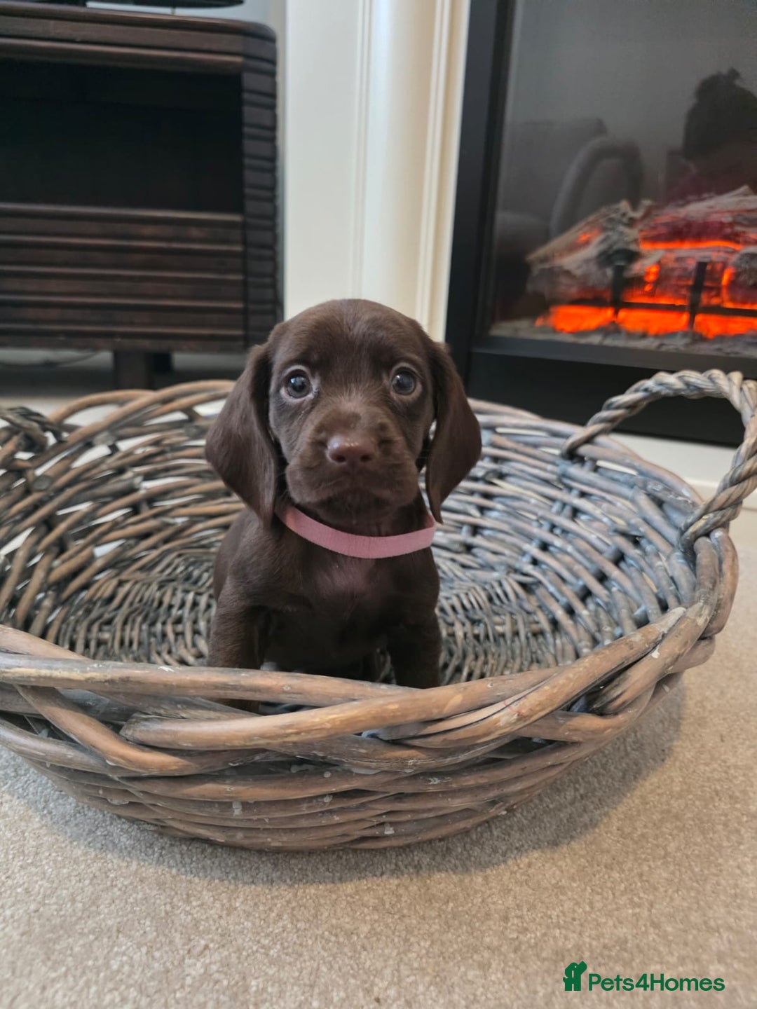 Cocker Spaniel dogs for sale: Cocker spaniel pups  - Image 3