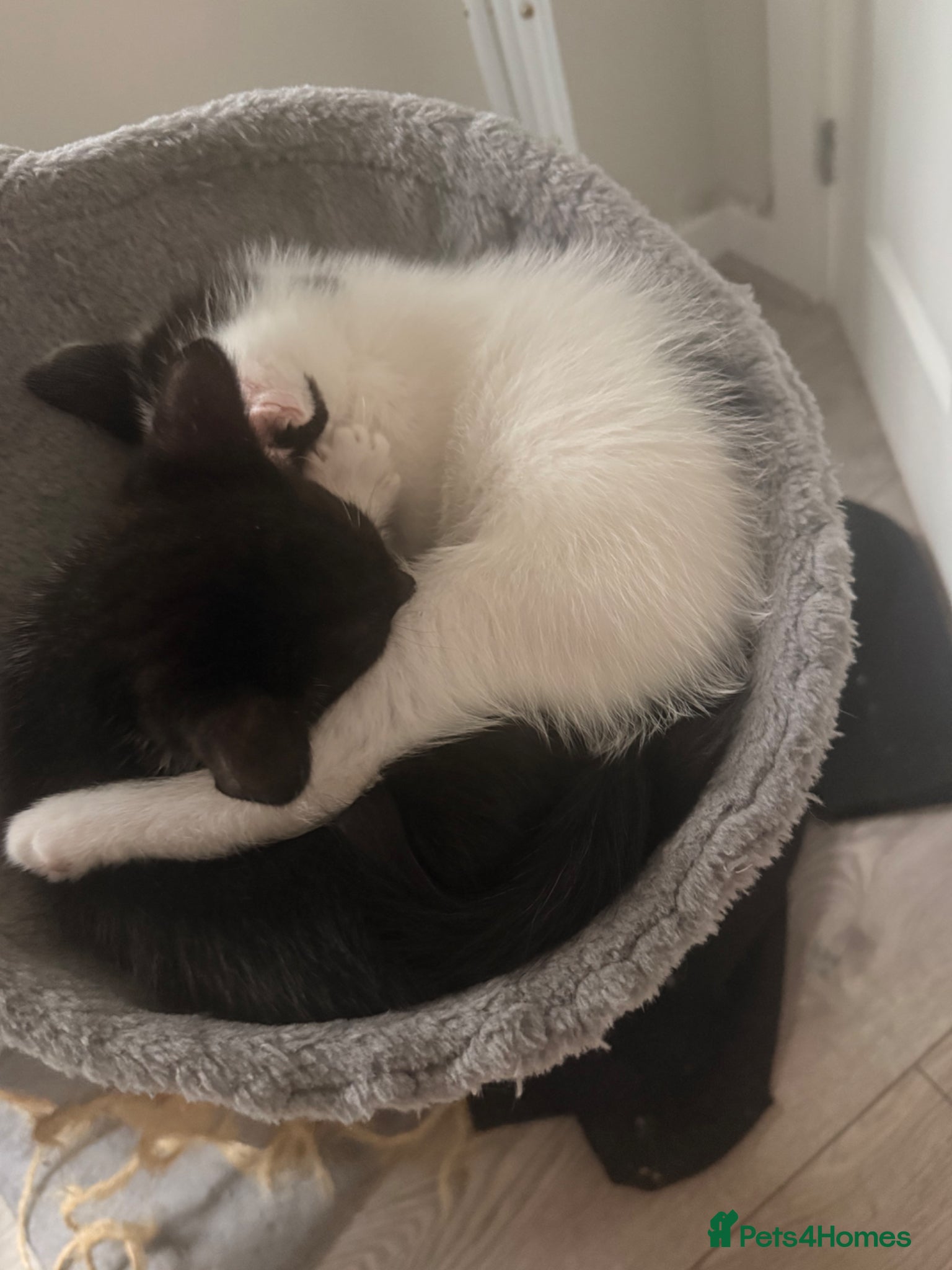 Mixed Breed cats for sale: Three kittens for sale  in Cannock - Advert 4