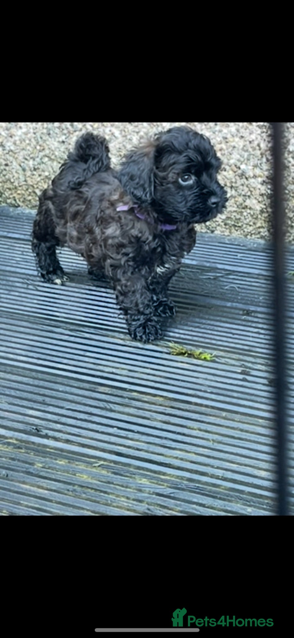 Lhasapoo dogs Lhasapoo Puppies. Ready to leave now!  - Advert 18