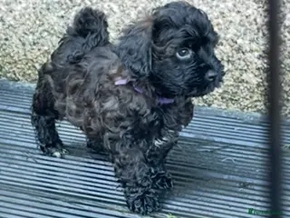 Lhasapoo dogs Lhasapoo Puppies. Ready to leave now! - Advert 18