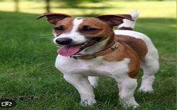 Mixed Breed dogs for sale: Terrier cross with jackrussle - Advert 7