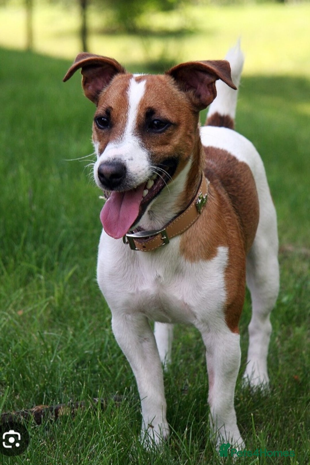 Mixed Breed dogs for sale: Terrier cross with jackrussle - Advert 7