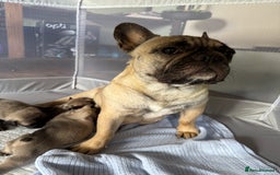 French Bulldog dogs for sale: 4 BEAUTIFUL french bulldog puppies from KC parents - Image 9