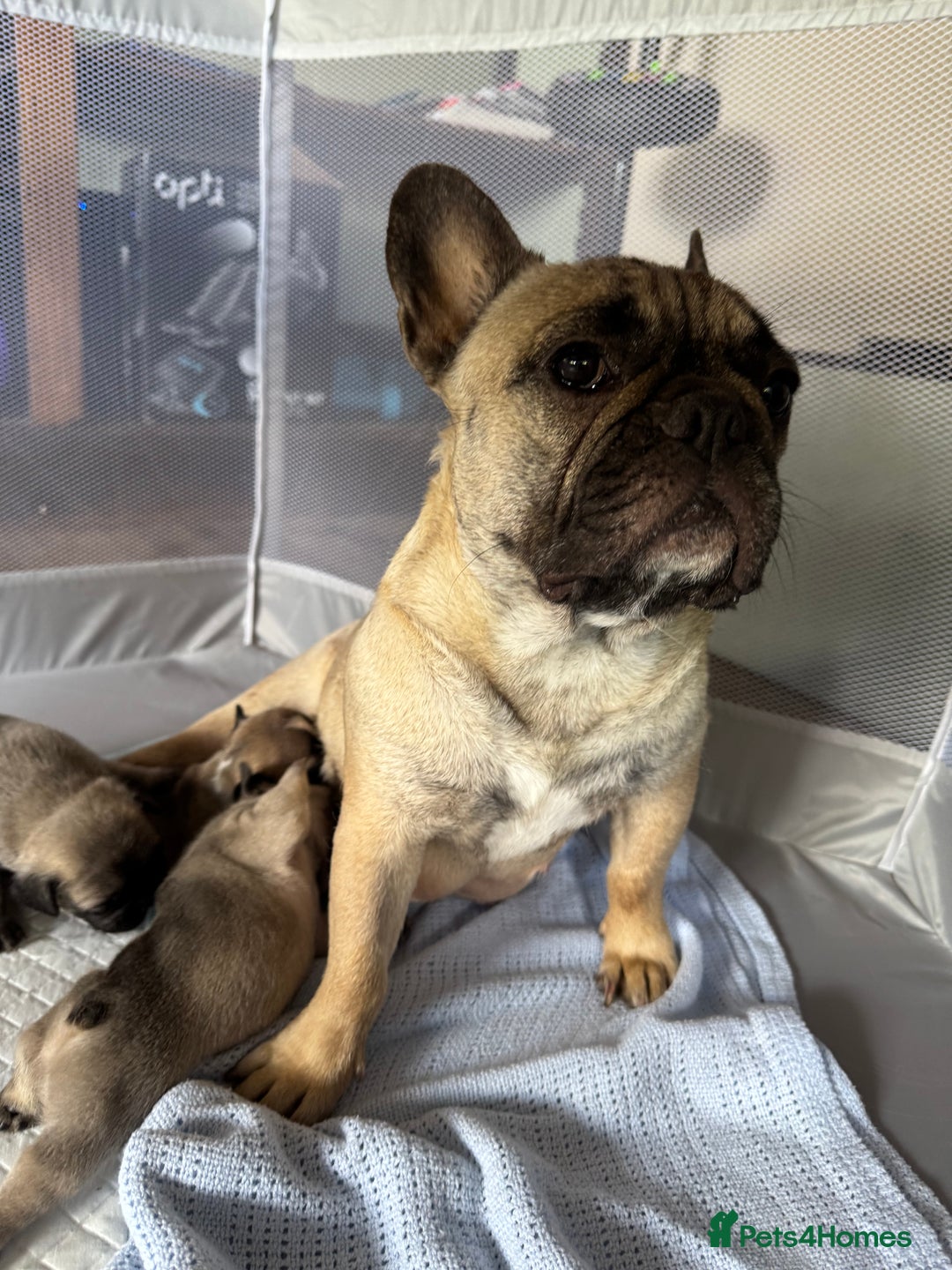 French Bulldog dogs for sale: 4 BEAUTIFUL french bulldog puppies from KC parents - Image 9