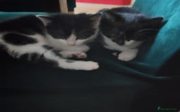 Mixed Breed cats for sale: Kittens - Advert 6