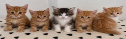 Mixed Breed cats for sale: Gorgeous Ginger & Fluffy Tabby Kittens - Advert 2