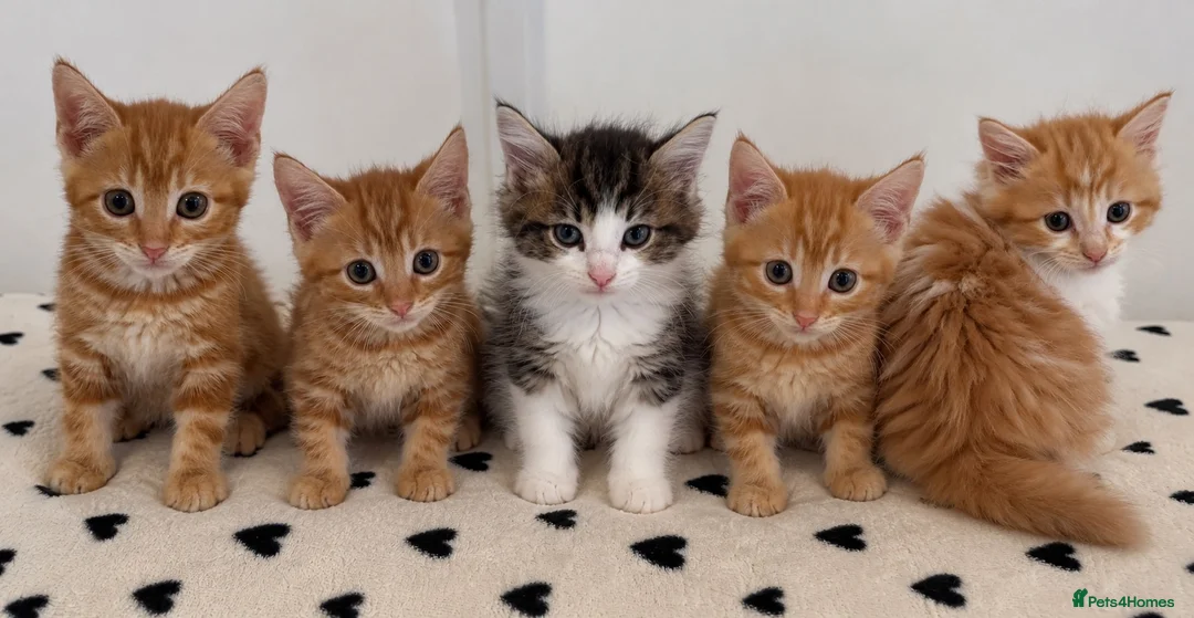 Mixed Breed cats for sale: Gorgeous Ginger & Fluffy Tabby Kittens - Advert 2