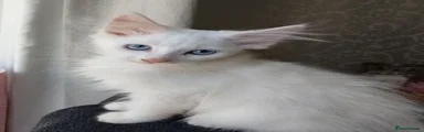 Maine Coon 2