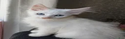 Maine Coon cats for sale: Maine Coon Kittens White and Smoke - Advert 3