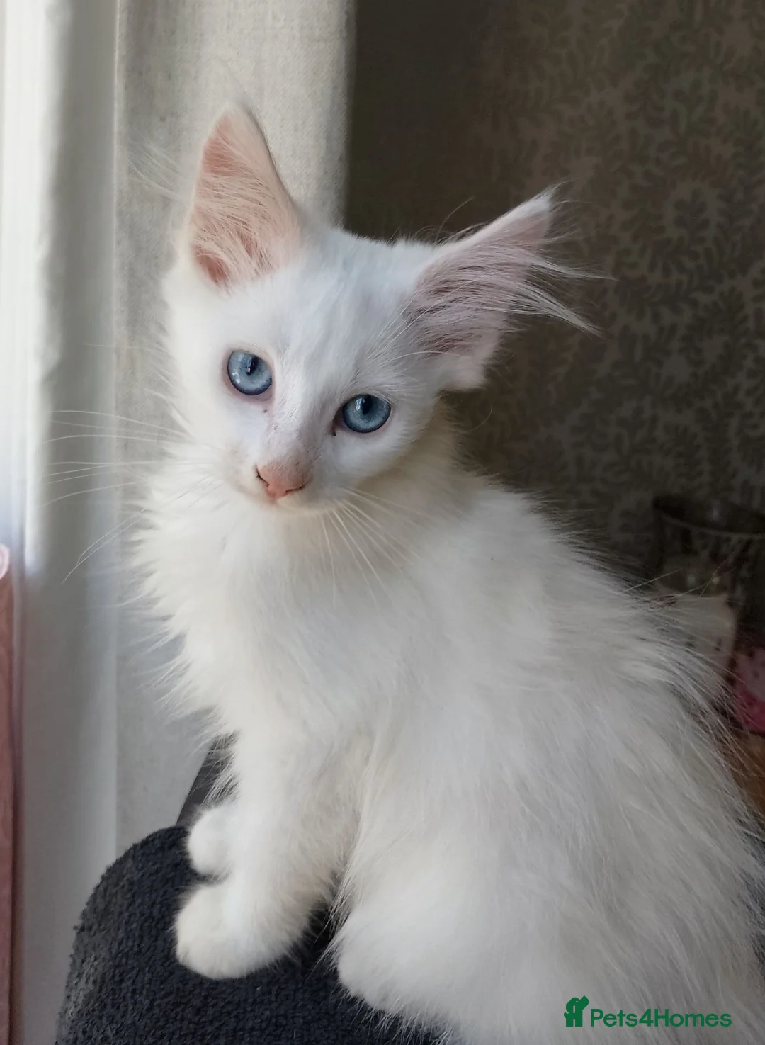 Maine Coon cats for sale: Maine Coon Kittens White and Smoke - Advert 3