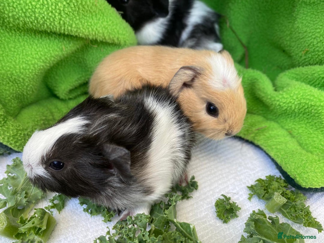 Guinea Pig rodents for sale: 1no Gorgeous baby Guinea pigs - Girls - Image 1