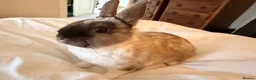 Netherland Dwarf rabbits for sale: PUREBRED NETHERLAND DWARF - Advert 2