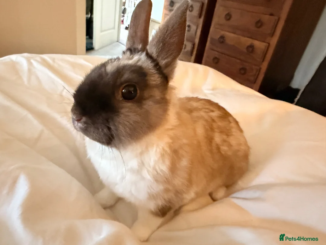 Netherland Dwarf rabbits for sale: PUREBRED NETHERLAND DWARF - Advert 2