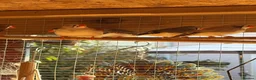 Finches birds for sale: 8 zebra finch male and female - Advert 2