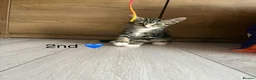 Mixed Breed cats for sale: Kittens  in Grantham - Advert 23