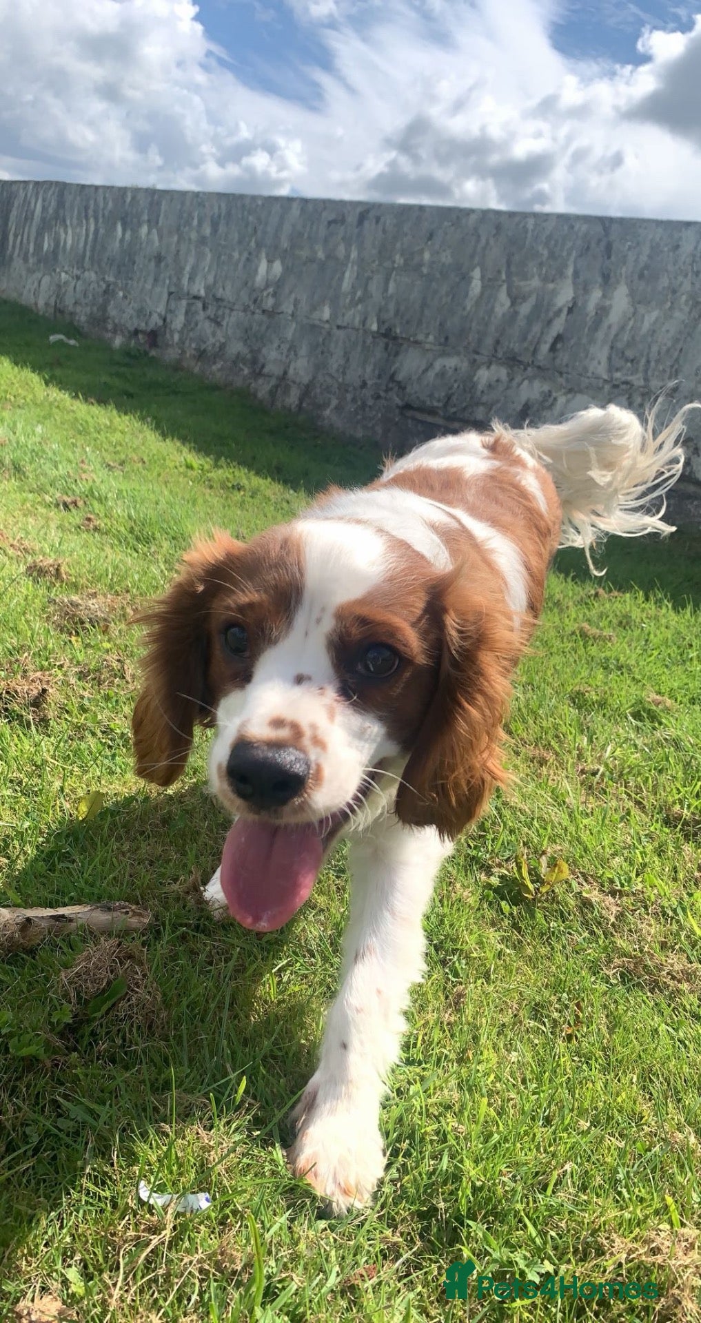 Cavalier King Charles Spaniel dogs King Charles cavalier female - Advert 2