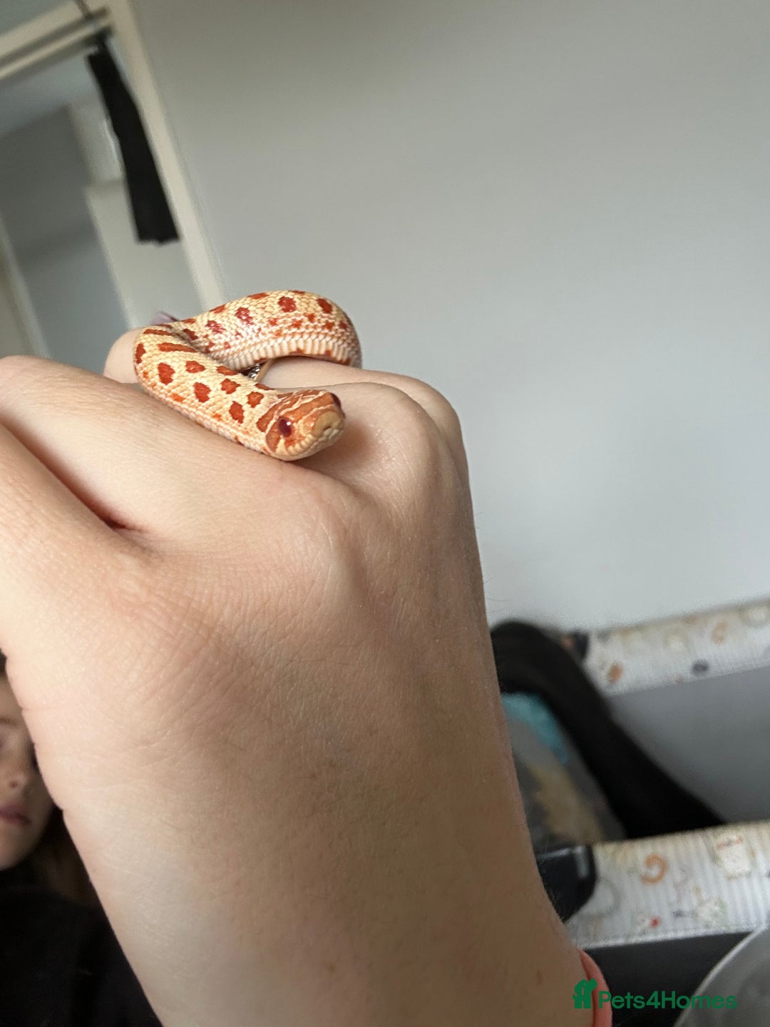 Snake reptiles for sale: Albino Weston hognose  - Advert 4