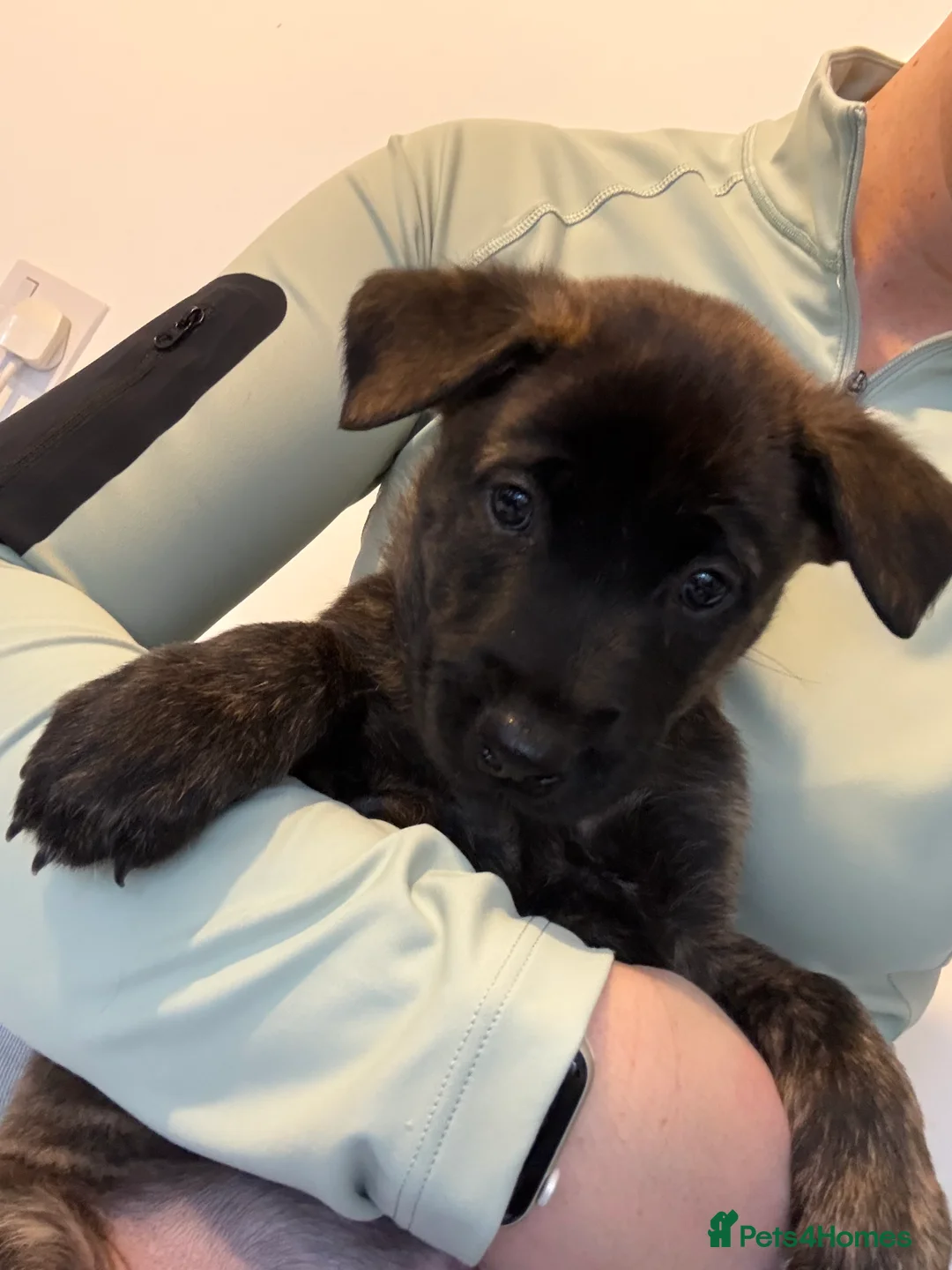 Mixed Breed dogs for sale: Belgium Malinois x Dutch Herder Puppies - Advert 5