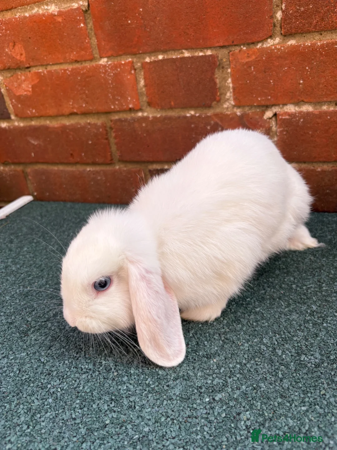 Mini Lop rabbits for sale: 2 bonded does - Advert 2