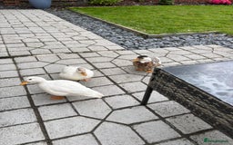 Ducks poultry for sale: Call ducks - Advert 2