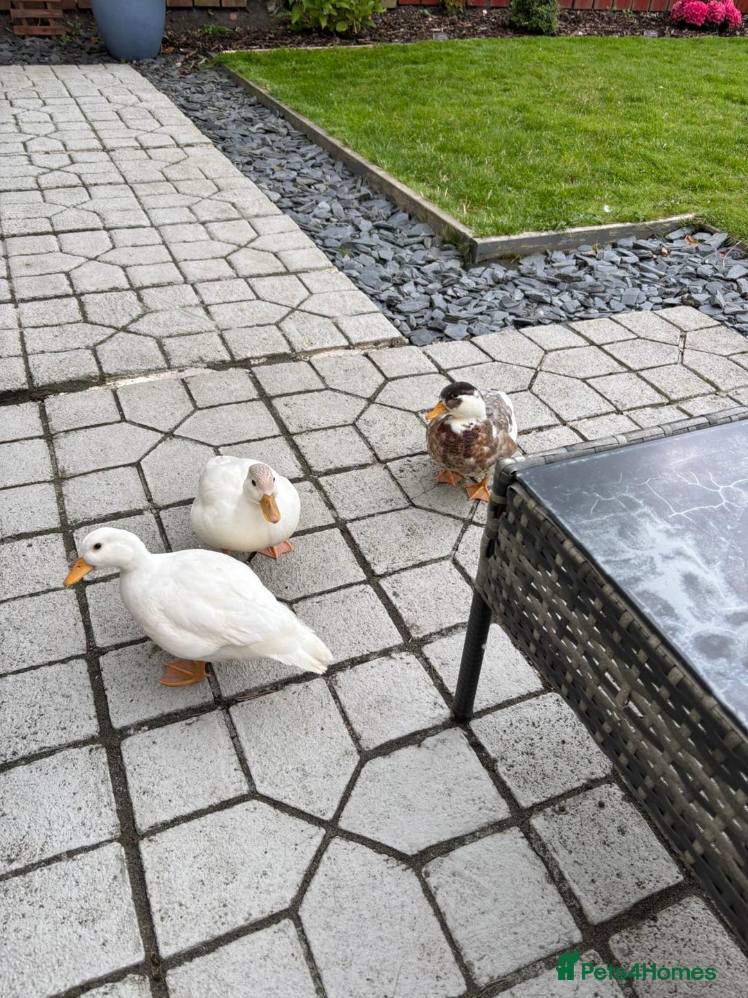 Ducks poultry for sale: Call ducks - Advert 2