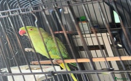 Parakeets birds for sale: Ring neck  - Image 1
