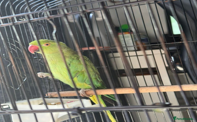 Parakeets birds - Advert 2