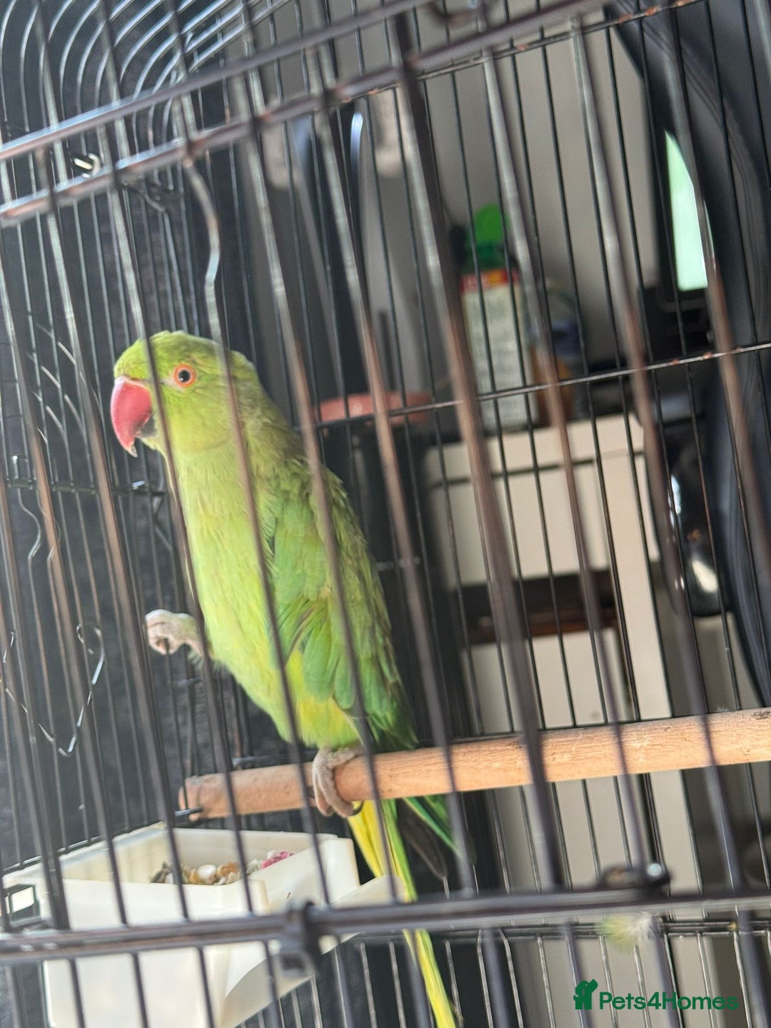 Parakeets birds for sale: Ring neck  - Image 1