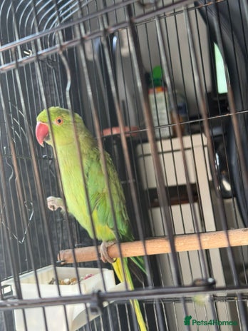 Parakeets birds - Advert 11