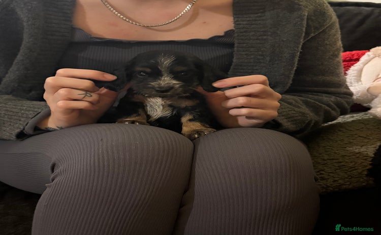 Cockapoo dogs 5 Gorgeous Cockapoo puppies - Advert 16