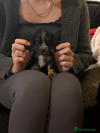 Cockapoo dogs 5 Gorgeous Cockapoo puppies - Advert 16