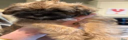 Mixed Breed dogs for sale: 🌟 Stunning Border Terrier x Shih Tzu Puppies - Advert 21
