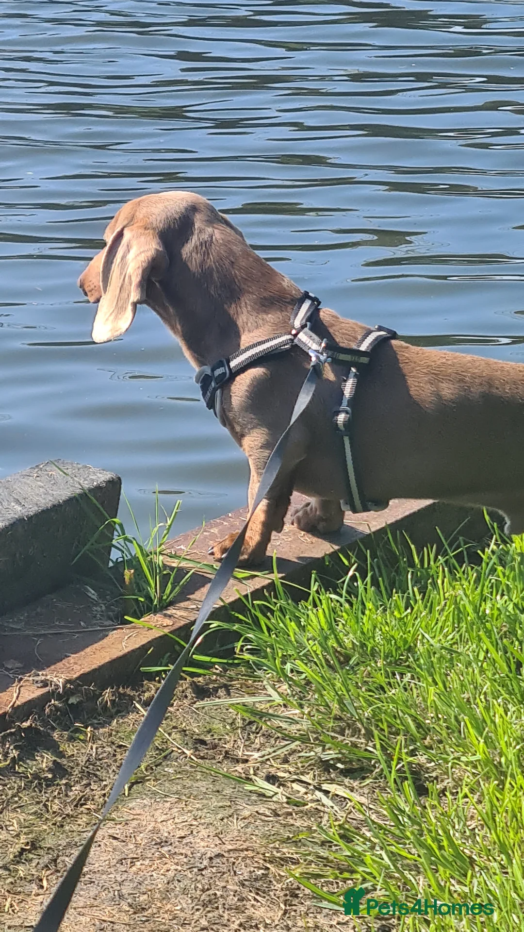 Miniature Dachshund dogs for stud: Mr Slink. Isabella & tan for stud in Thetford - Advert 5