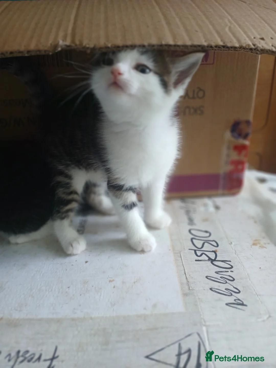 Bengal cats for sale: Beautiful mixed bengal kittens - Advert 3