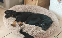 Mixed Breed dogs for adoption: 🐶💖 MATILDA 💖🐶 - Image 5