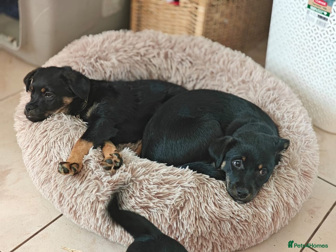 Mixed Breed dogs for adoption: 🐶💖 MATILDA 💖🐶 - Image 5
