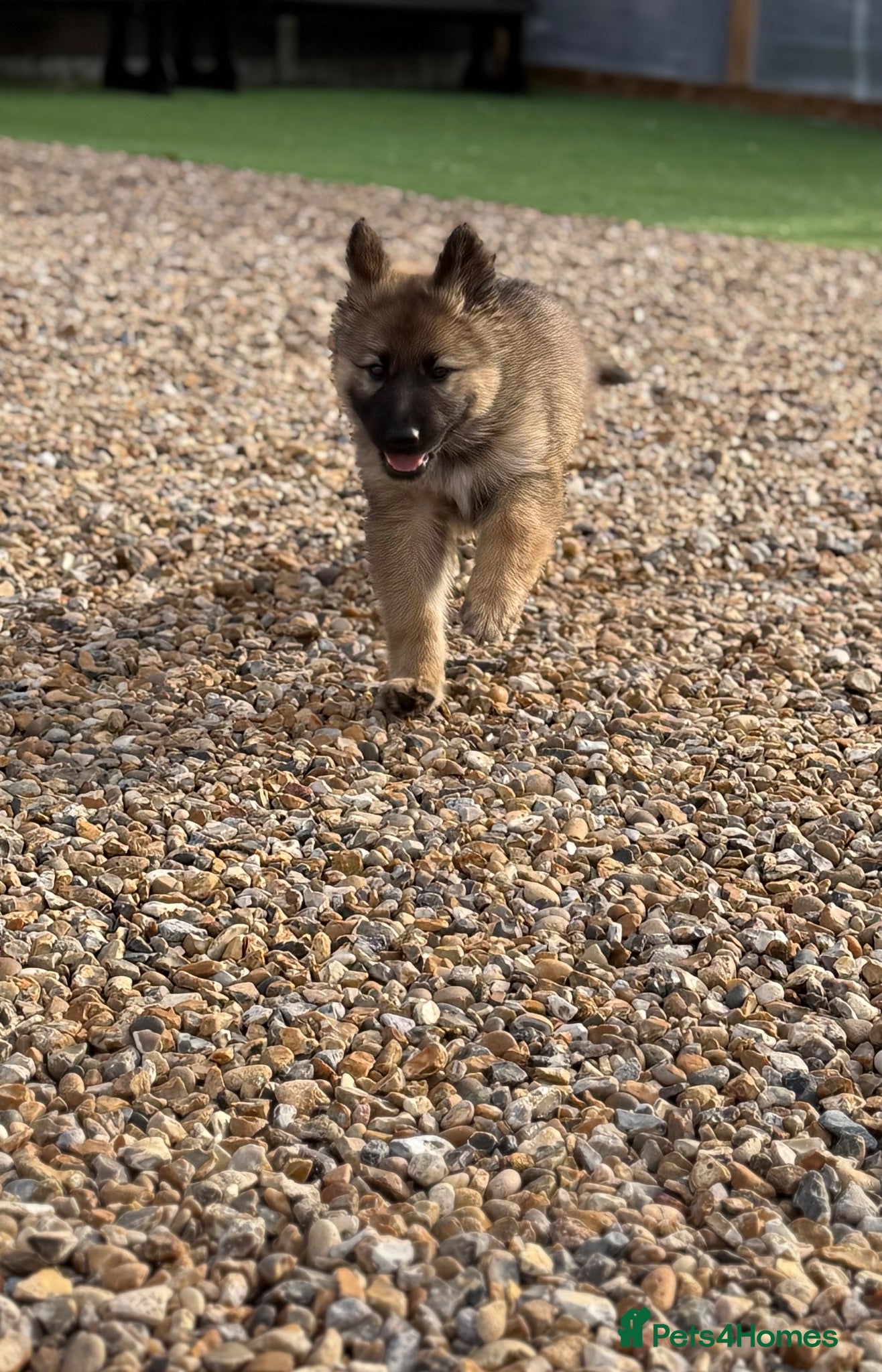 German Shepherd dogs 5Star⭐️Original Straight-Back German Shepherds  - Advert 2
