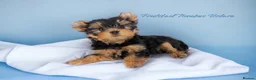 Yorkshire Terrier dogs for stud: Super small Yorkie with short muzzle DNA tested in Sheffield - Advert 27