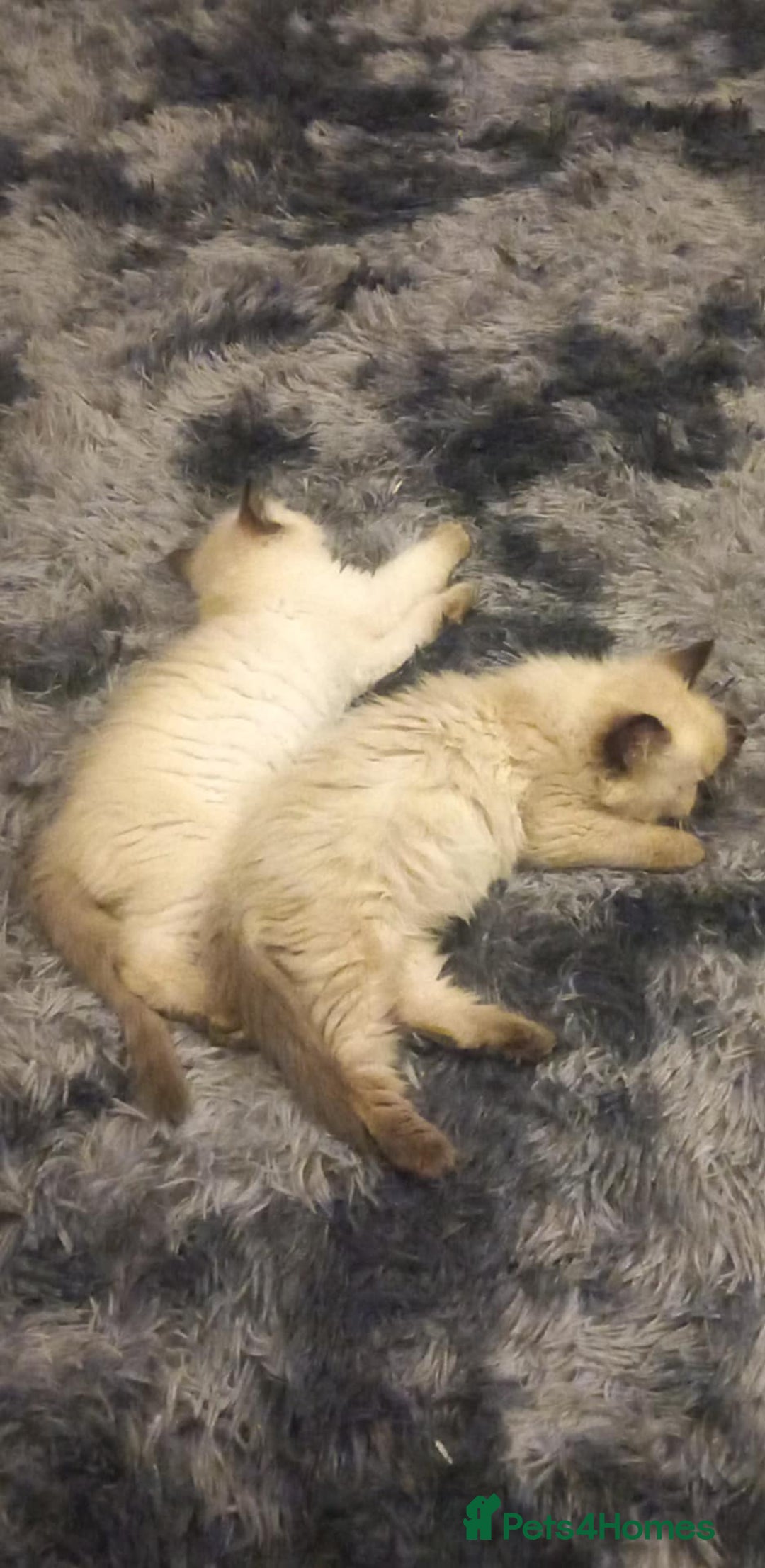 Ragdoll cats for sale: 3 fluff balls left  - Image 3