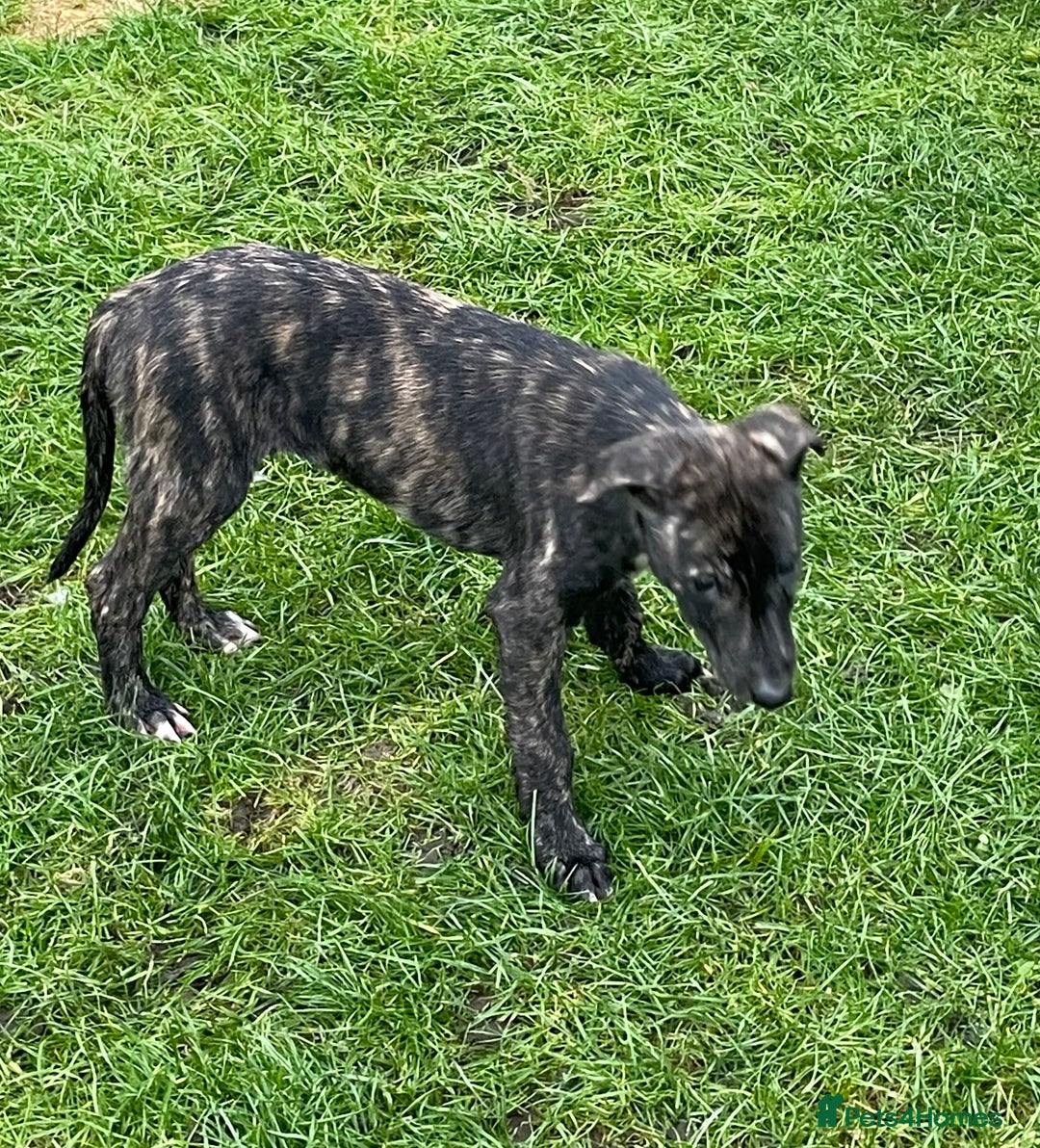 Lurcher dogs for sale: last pup lurcher dog - Advert 2