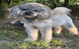 Miniature Poodle dogs for stud: Sable miniature poodle scotland in Aberdeen - Image 1